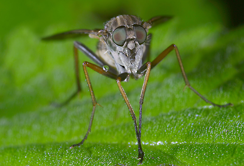 10 Schnepfenfliege Porträt b.jpg