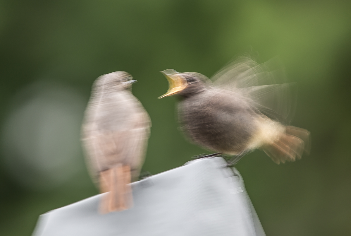 Hausrotschw2_juv_400 mm.jpg