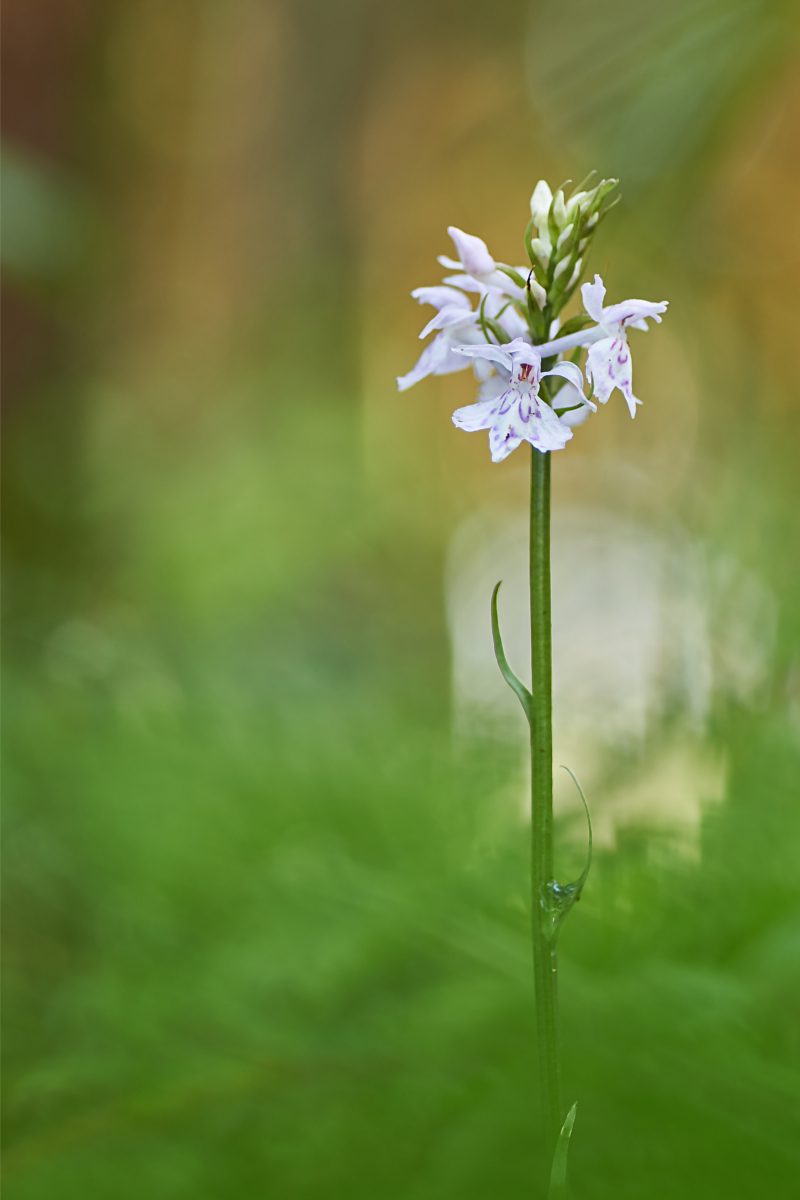 orchidee1-2.jpg