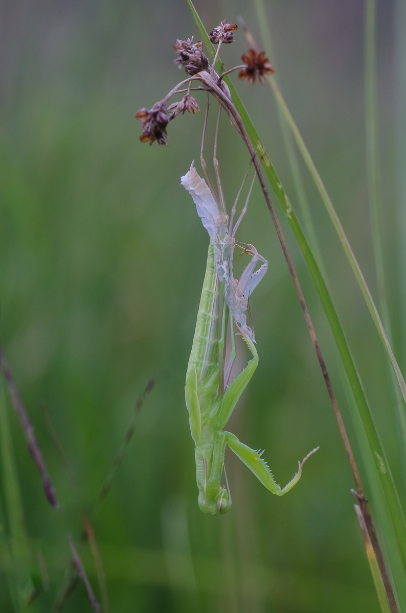 Schlupf_Mantis-3.jpg