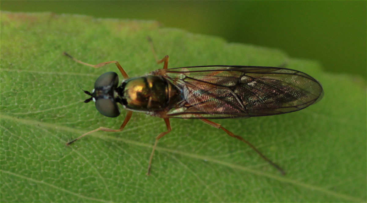 Sargus bipunctatus02makro.jpg