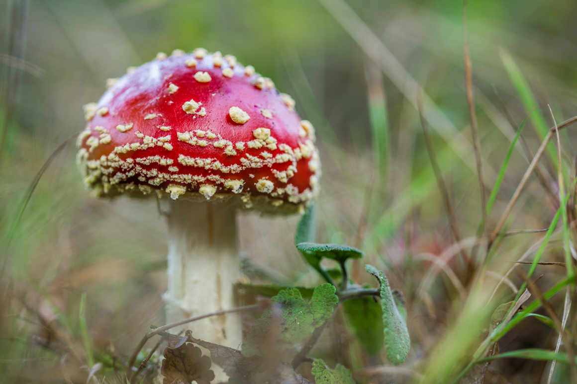 Der-erste-Fliegenpilz--(1-von-1).jpg