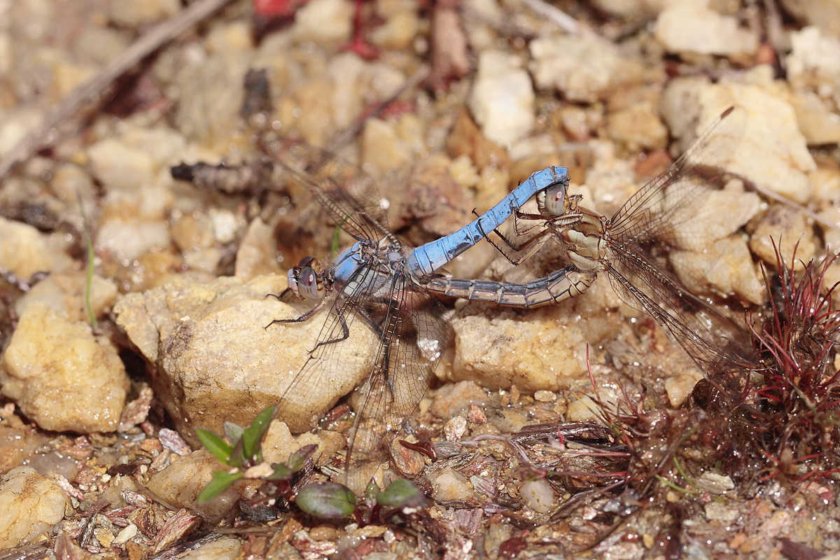 2 Orthetrum brunneum kopula.jpg