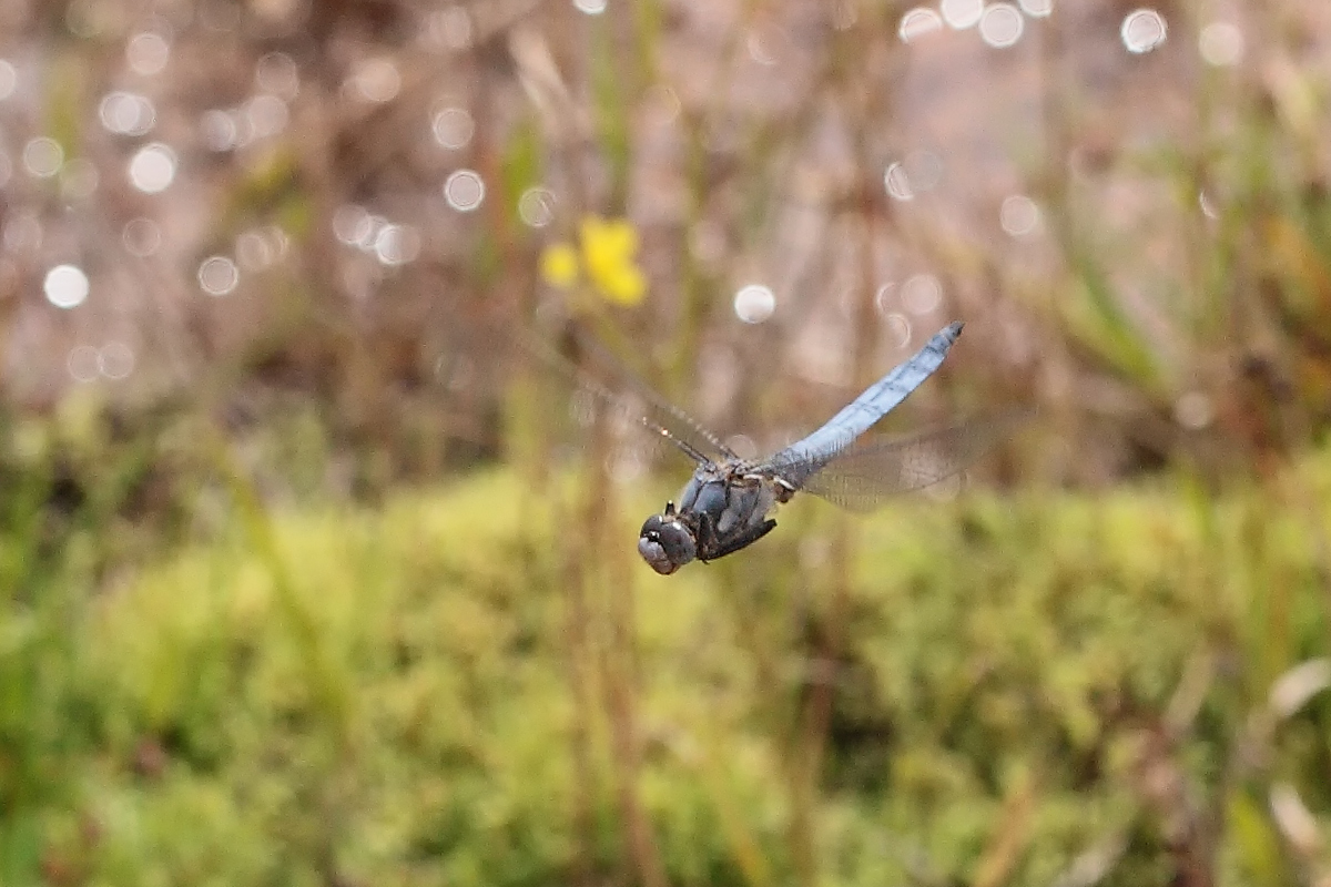 6 Orthetrum brunneum m flug.jpg