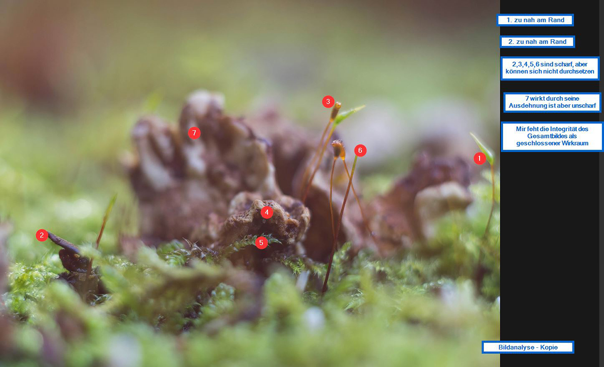 KopMoos-Pilz-Landschaft---Makro-Forum.de.jpg