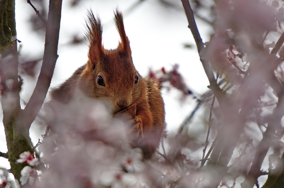 2017_02_12_Eichhörnchen_13502.jpg