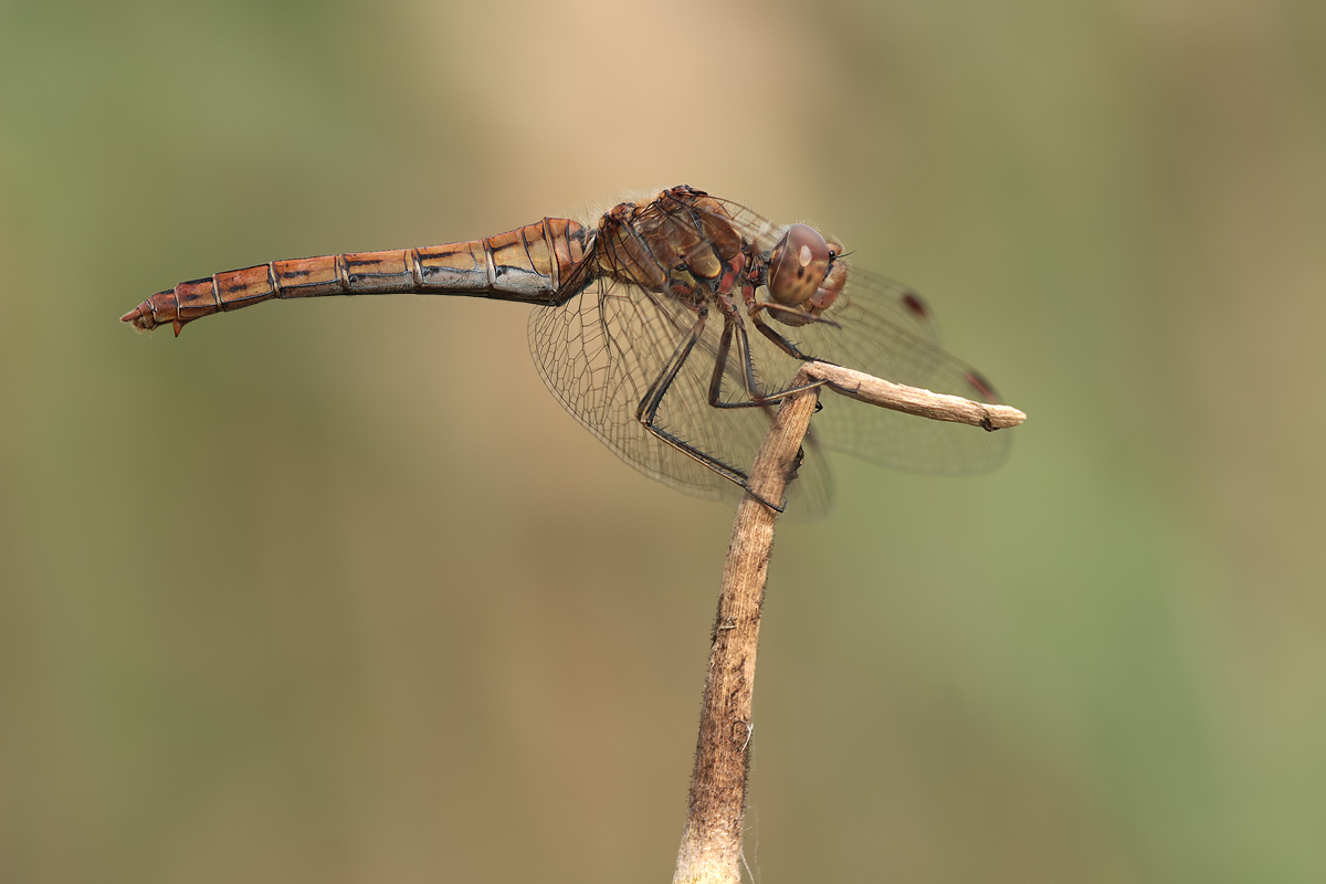 Sympetrum vulgatum_w_IMG_4481b.jpg