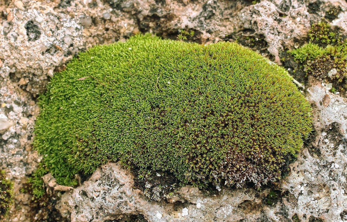 Barbula unguiculata; Pottiaceae Moos (1).jpg