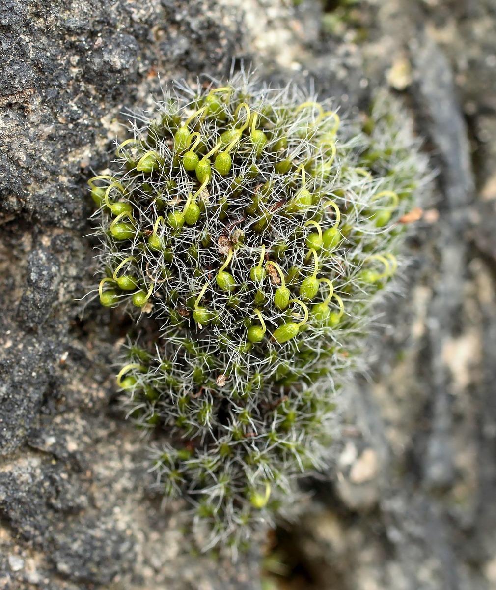 Grimmia pulvinata; Moos (1).jpg