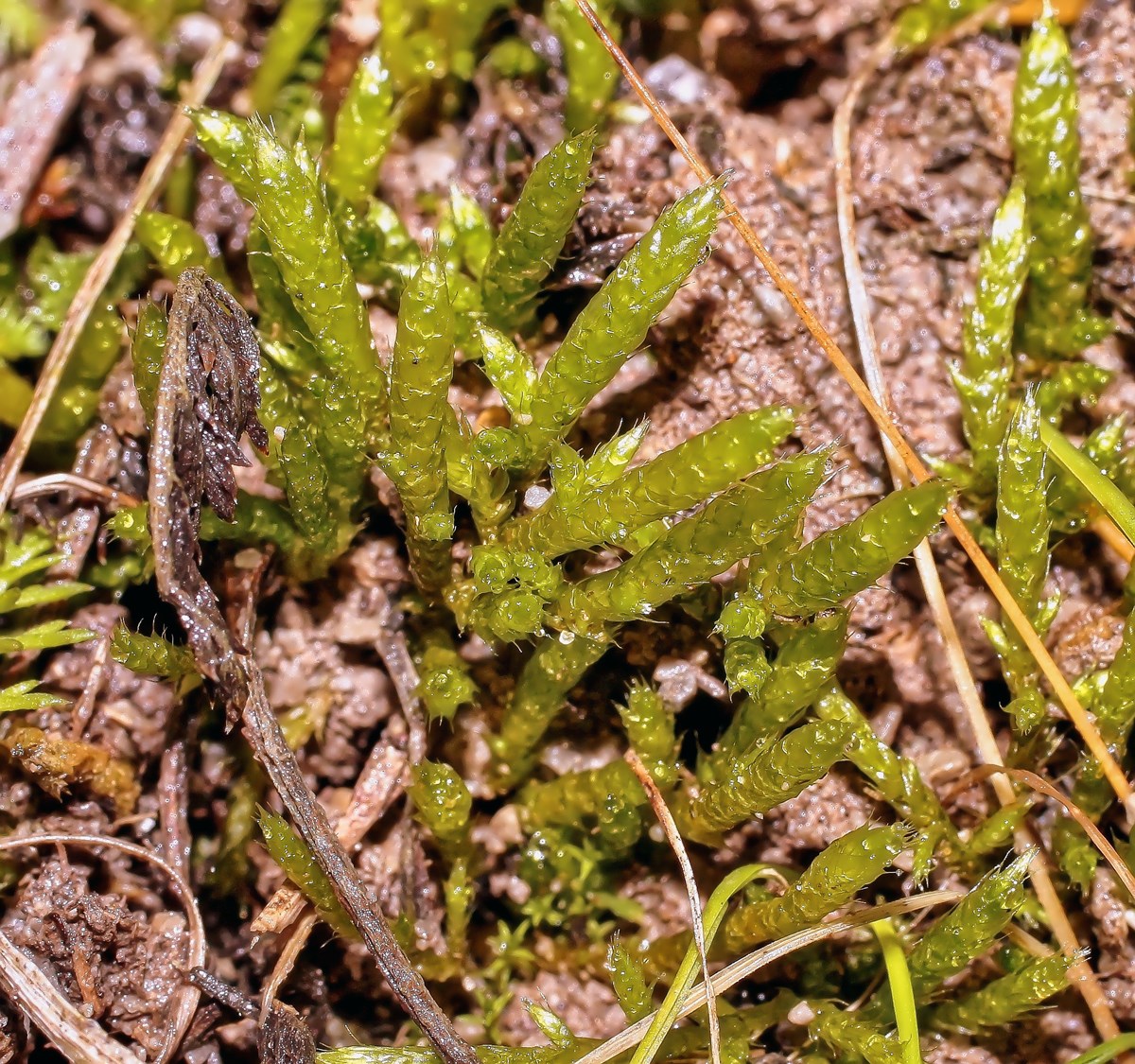 Brachythecium albicans; Brachytheciaceae Moos (1).jpg