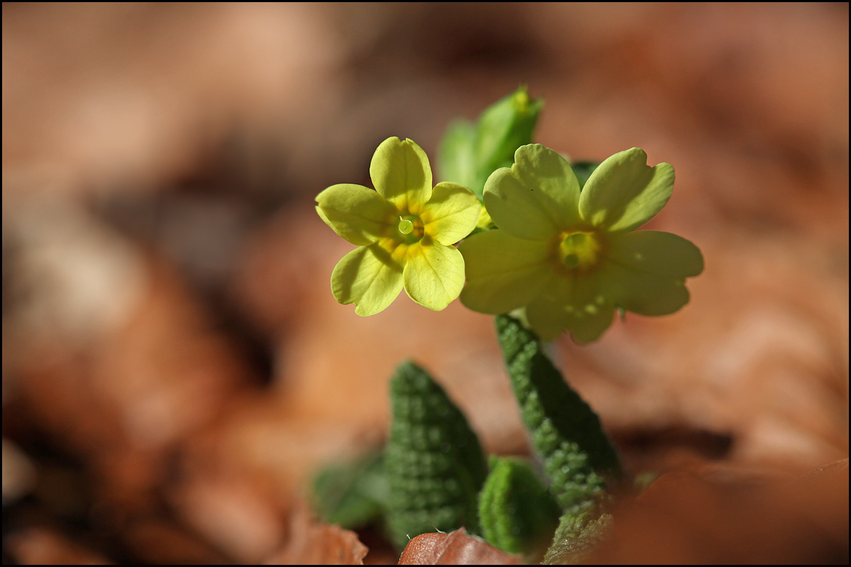 Primula elatior Einzelaufnahme 2 1200.jpg