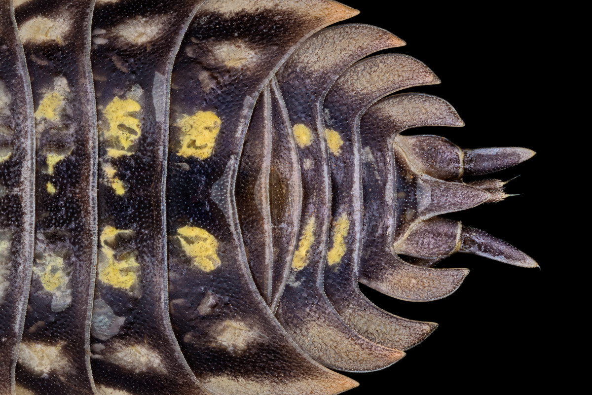 04058_D810_Rodagon50N_BL4_4zu1_Porcellio_spinicornis_0015.JPG