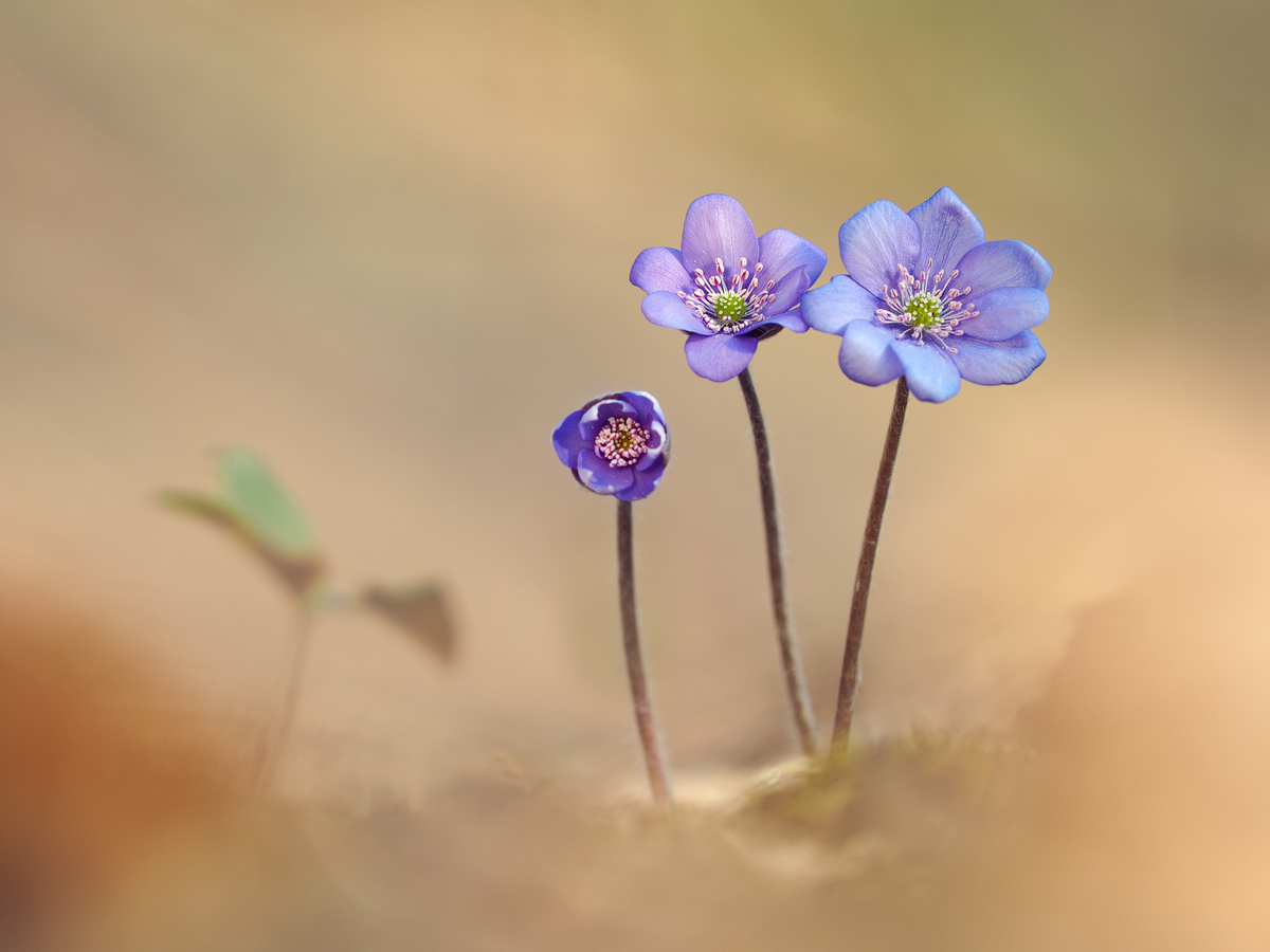 Hepatica-EG006120---Kopie.jpg