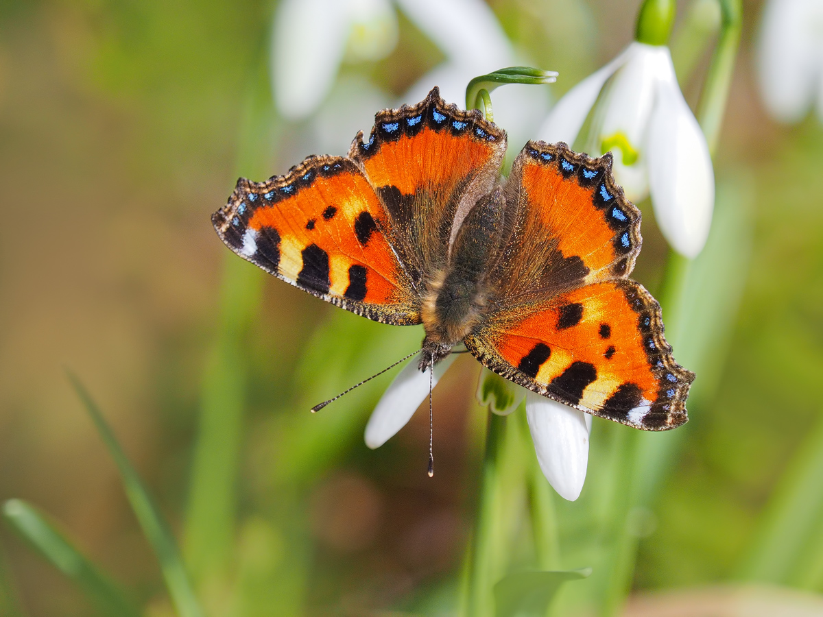 Aglais-urticae-EG116199---Kopie.jpg