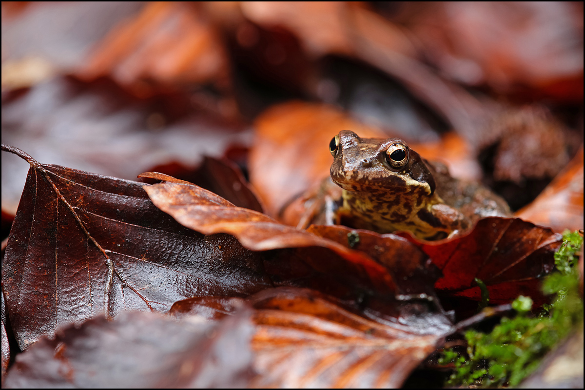 Rana temporaria 1 1200.jpg