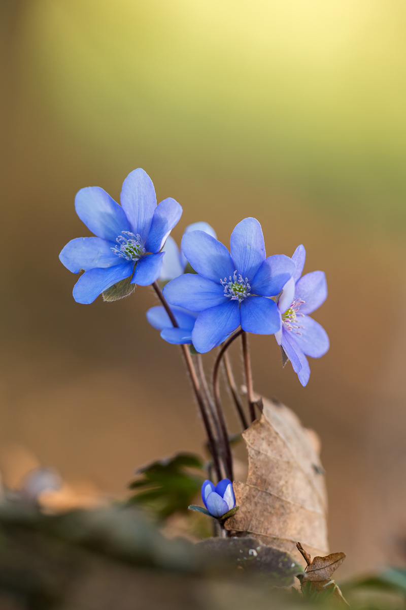 Leberblümchen10-Bearbeitet.jpg