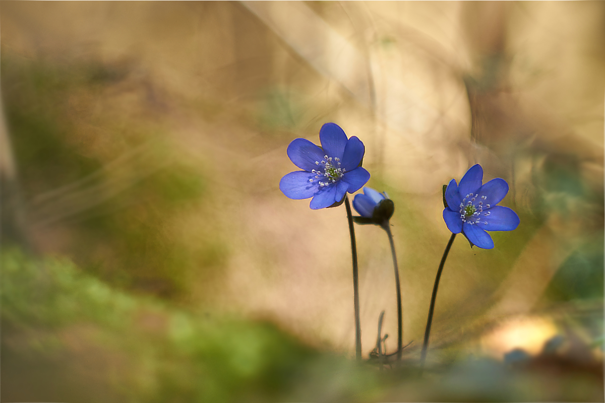 leberblümchen4primotar1-6.jpg