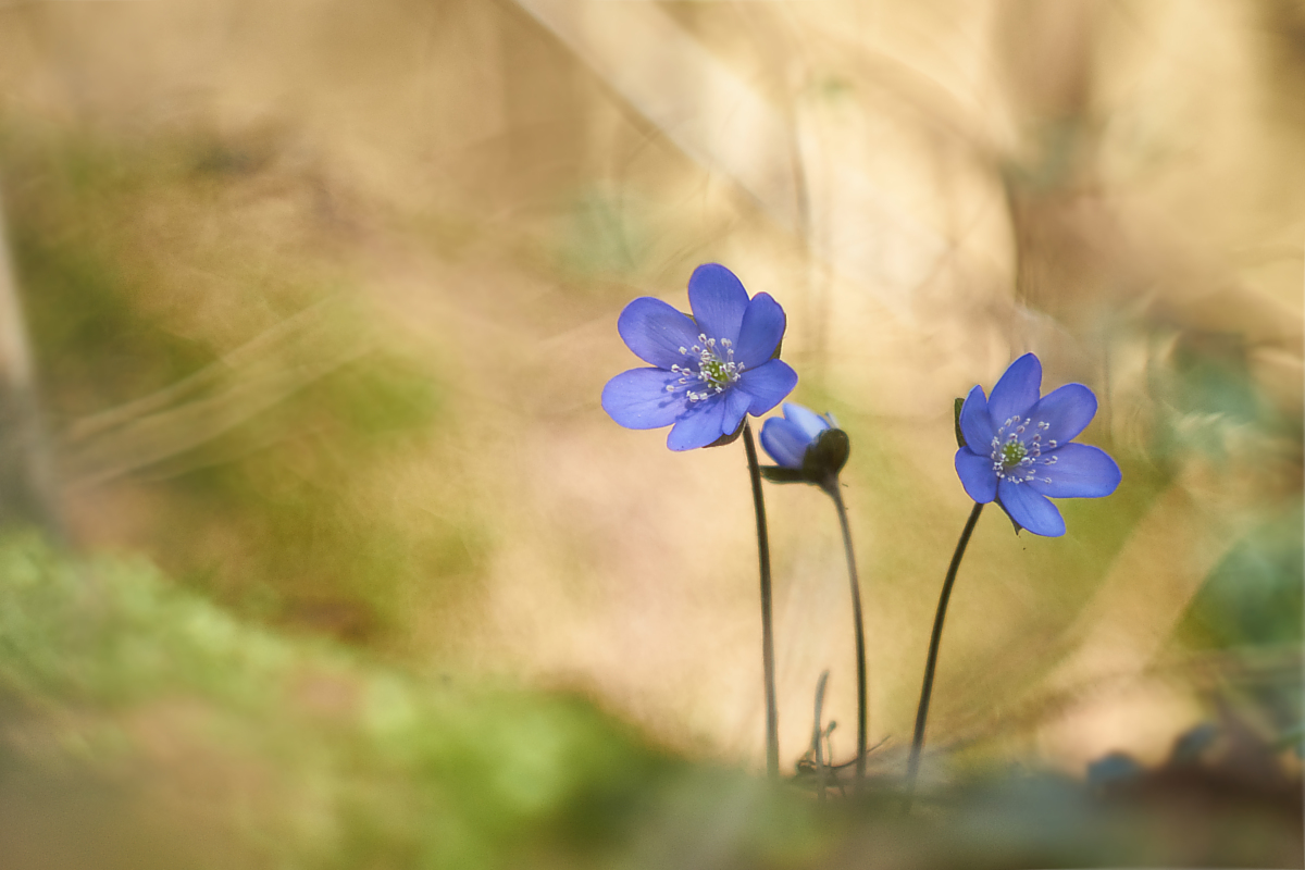 leberblümchen4primotar7-3.jpg