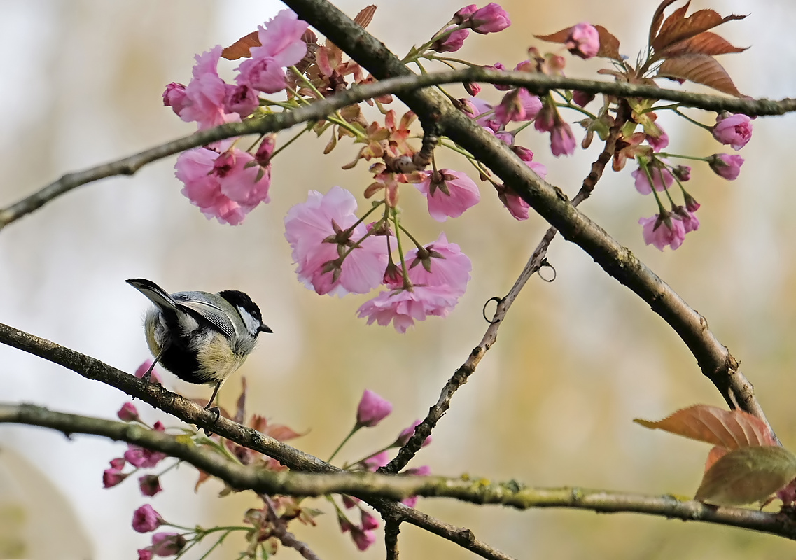 Frühling.jpg