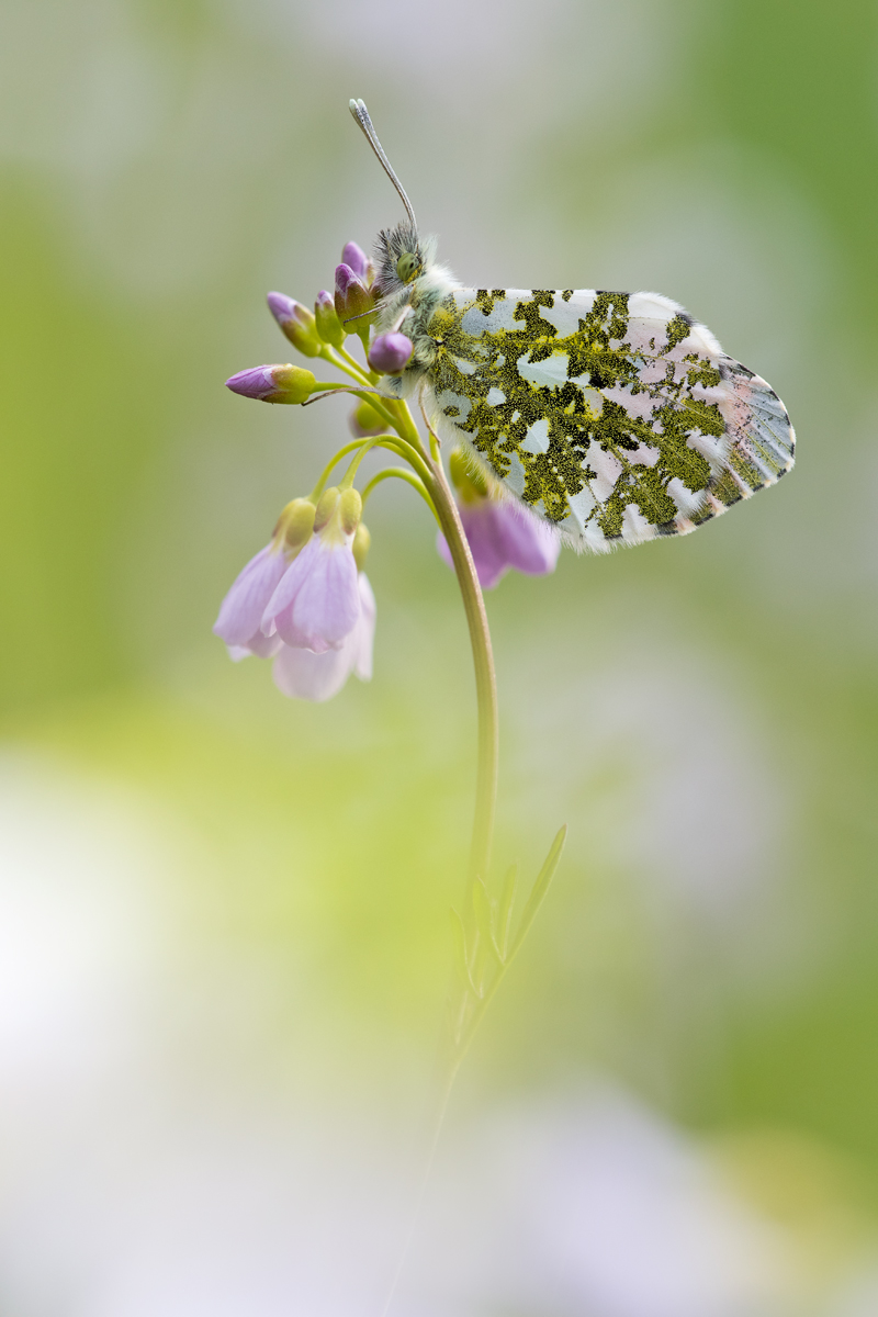 Anthocharis-cardamines_kompr.jpg