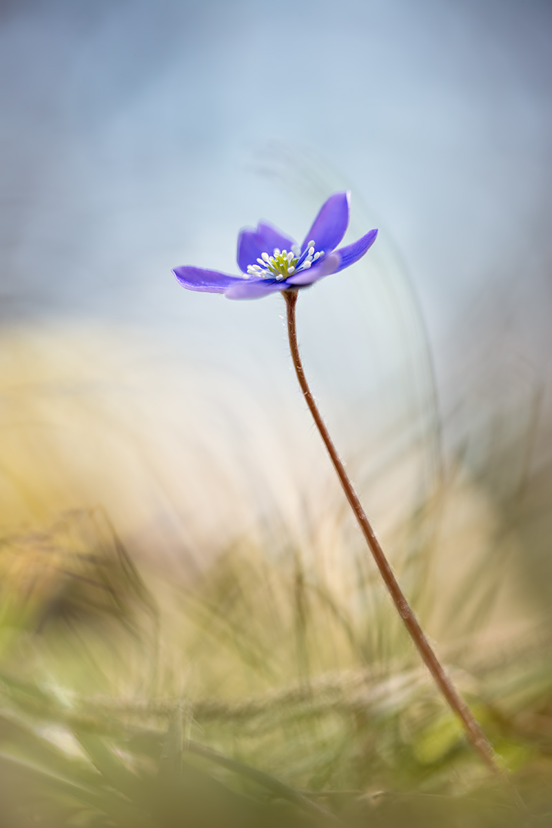 compLeberblümchen27.3.2017OberseeDSC_0035.jpg