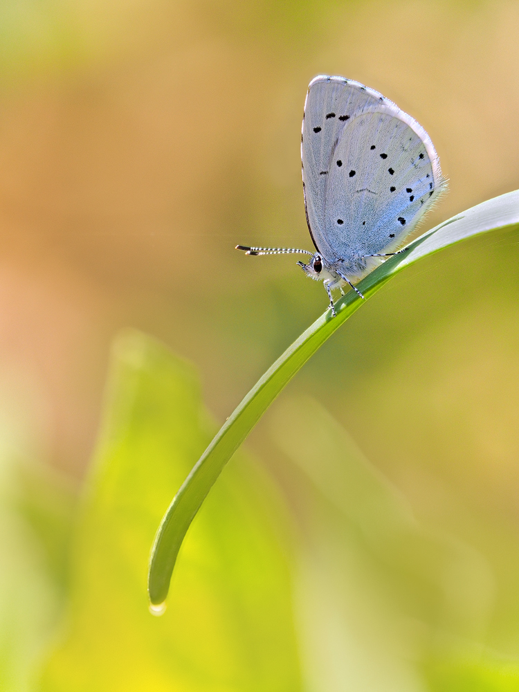 Celastrina-argiolus-EG080697---Kopie.jpg