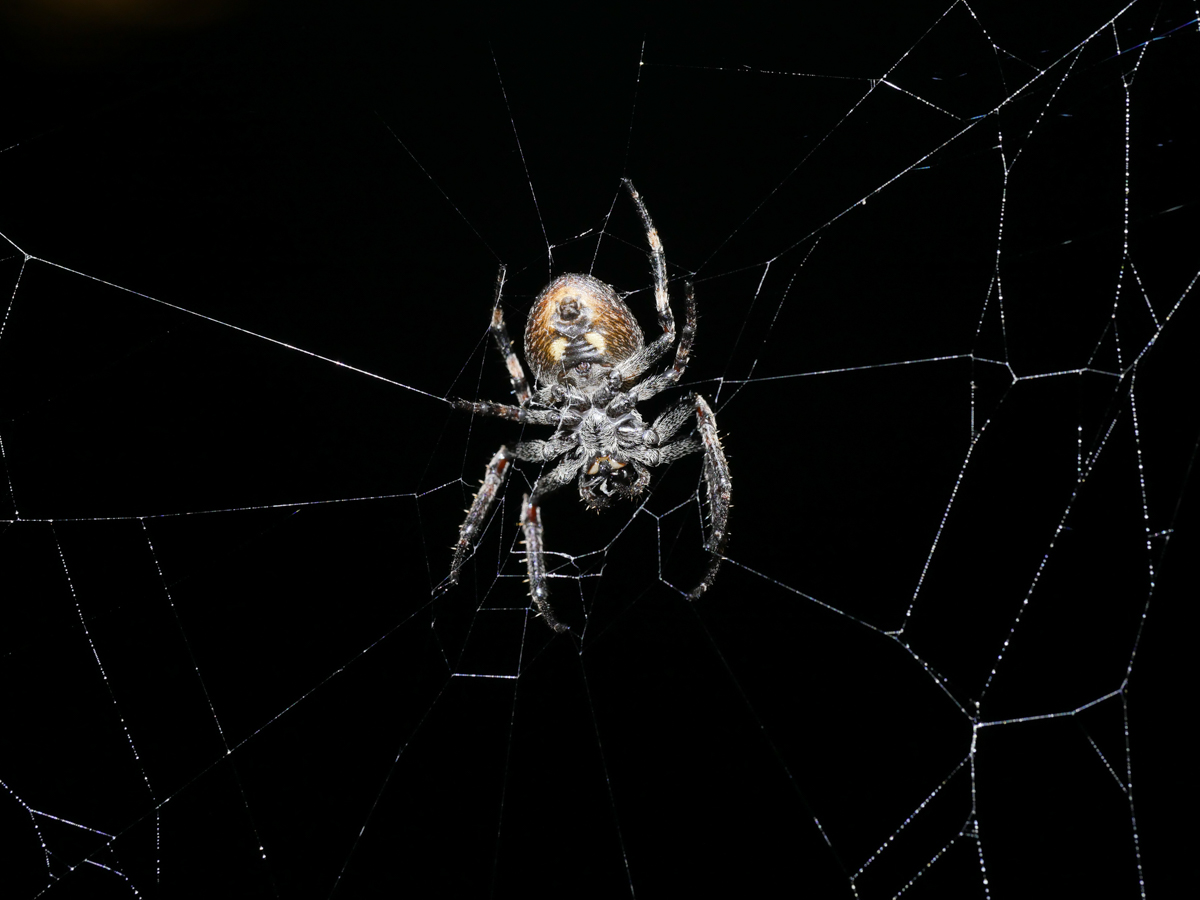 Spinne bei Nacht (4).JPG