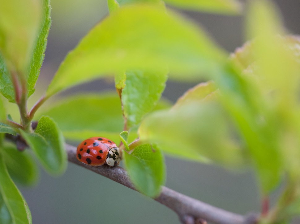 ladybug (5).jpg