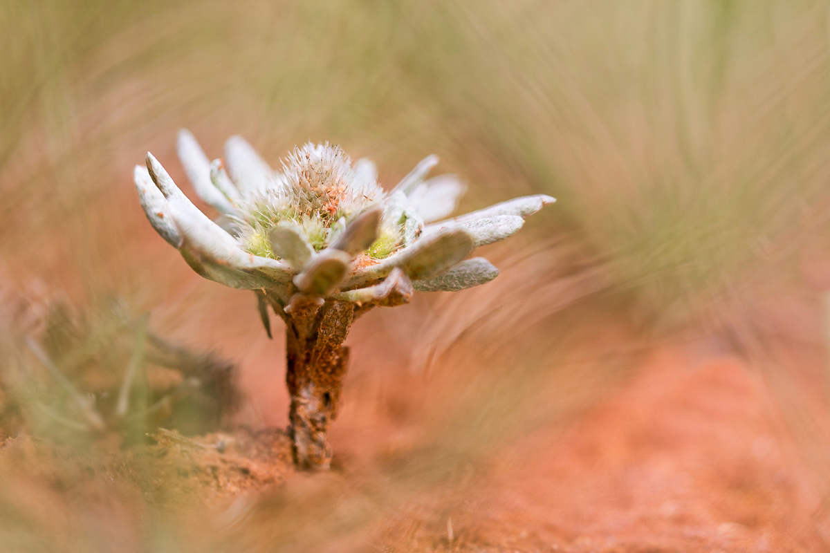 Evax pygmaea; Asteraceae (1).jpg