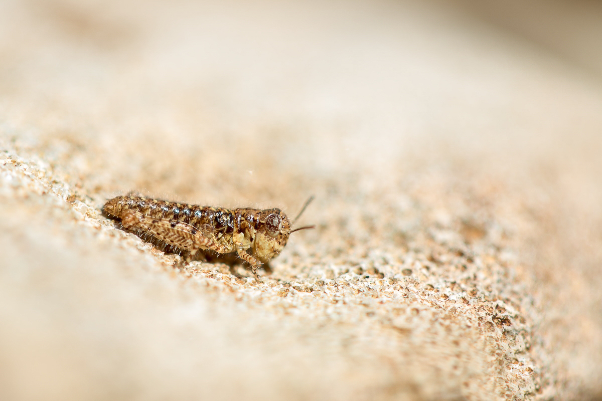 Heuschrecke Sizilien; Insekt (1)-2.jpg