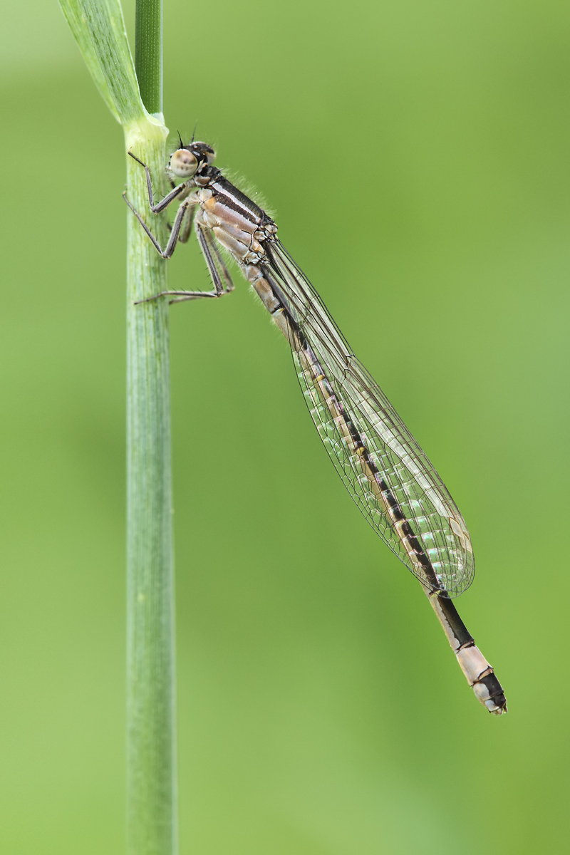 Ischnura elegans_w_frisch_IMG_4334.jpg