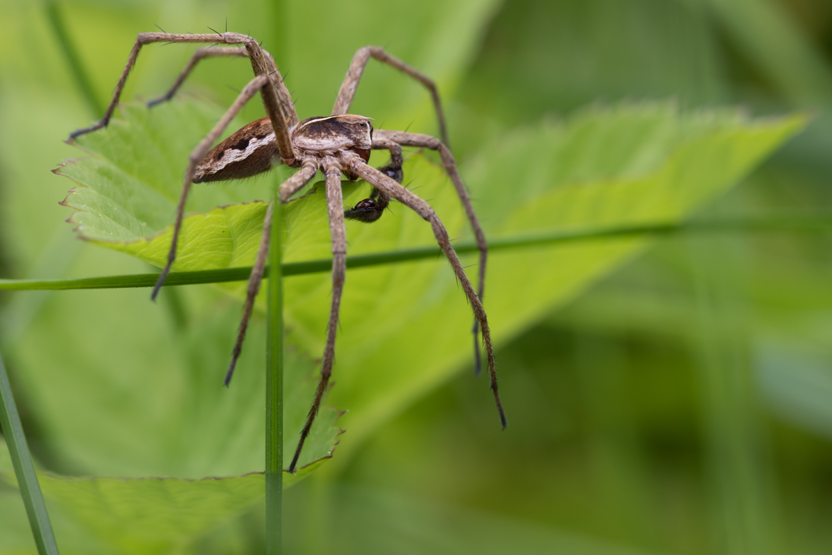 Listspinne Männchen 2017.jpg