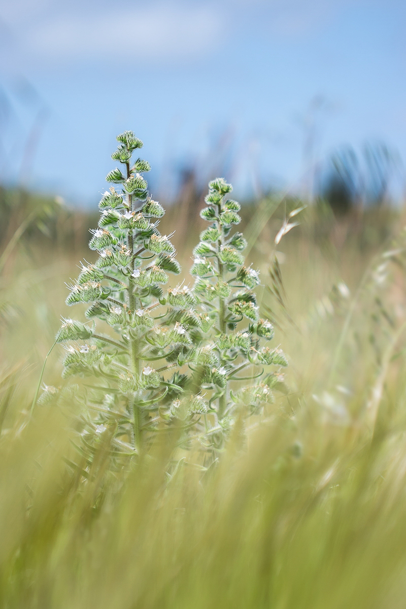 Echium italicum; Boraginaceae (1).jpg