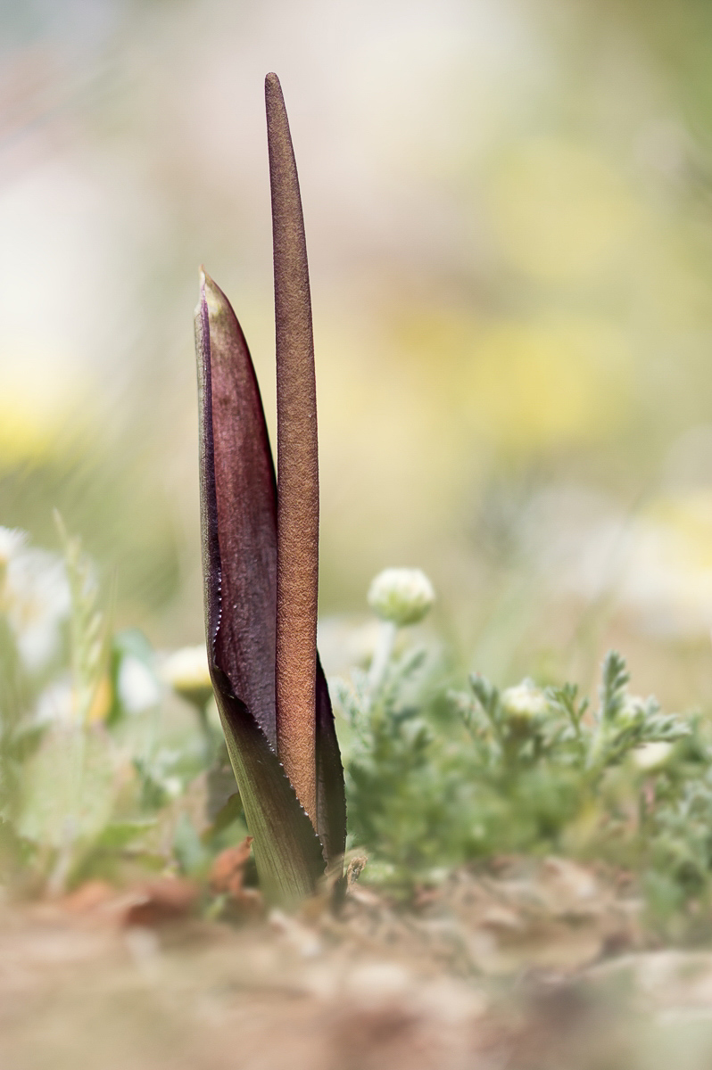 Biarum tenuifolium; Araceae (1).jpg