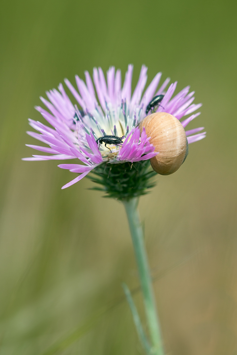 Galactites tomentosa; Asteraceae (1).jpg