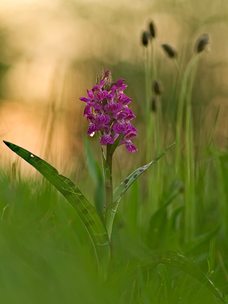 Knabenkraut-DSC_3254-upload.jpg