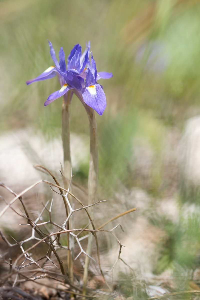 Moraea sisyrinchium; Iridaceae (2).jpg