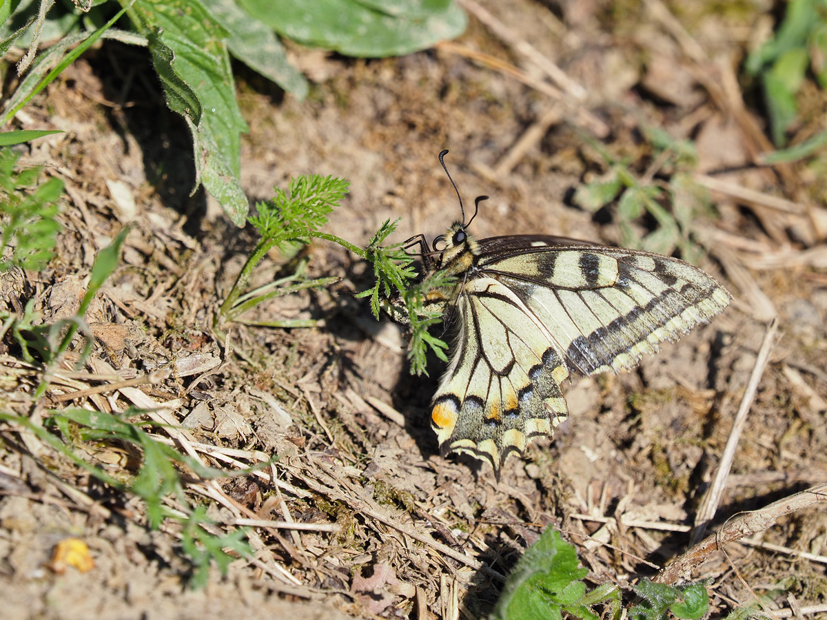 Papilio.jpg