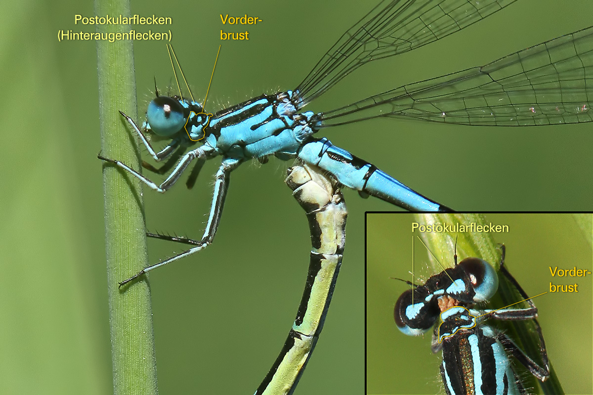 Coenagrion_Postokularflecken_Vorderbrust_beschriftet_IMG_8903.jpg