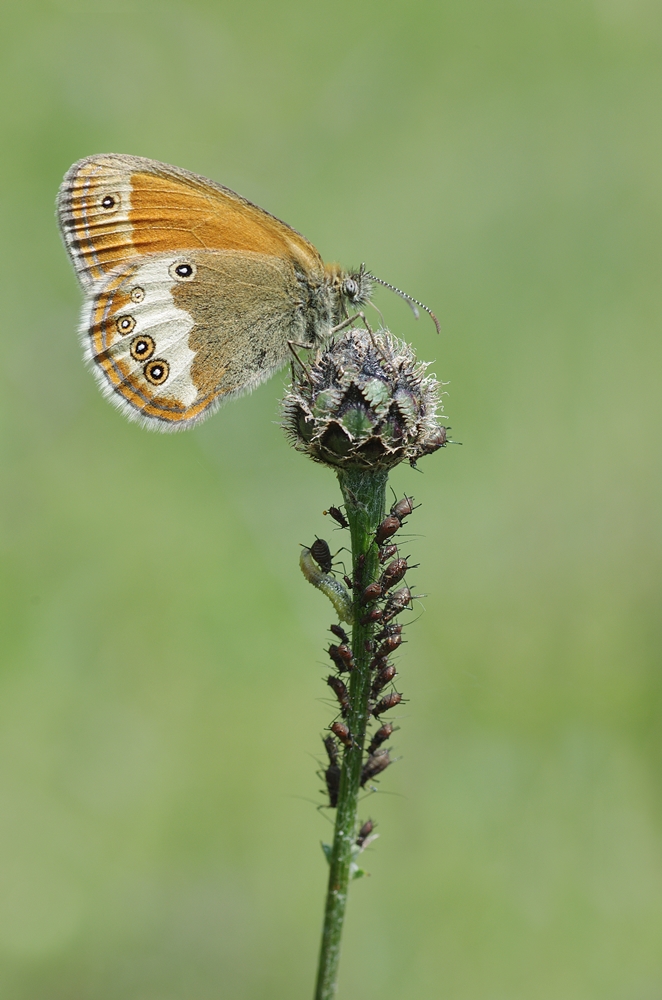 IMGP3266a1000 nettersheim.JPG