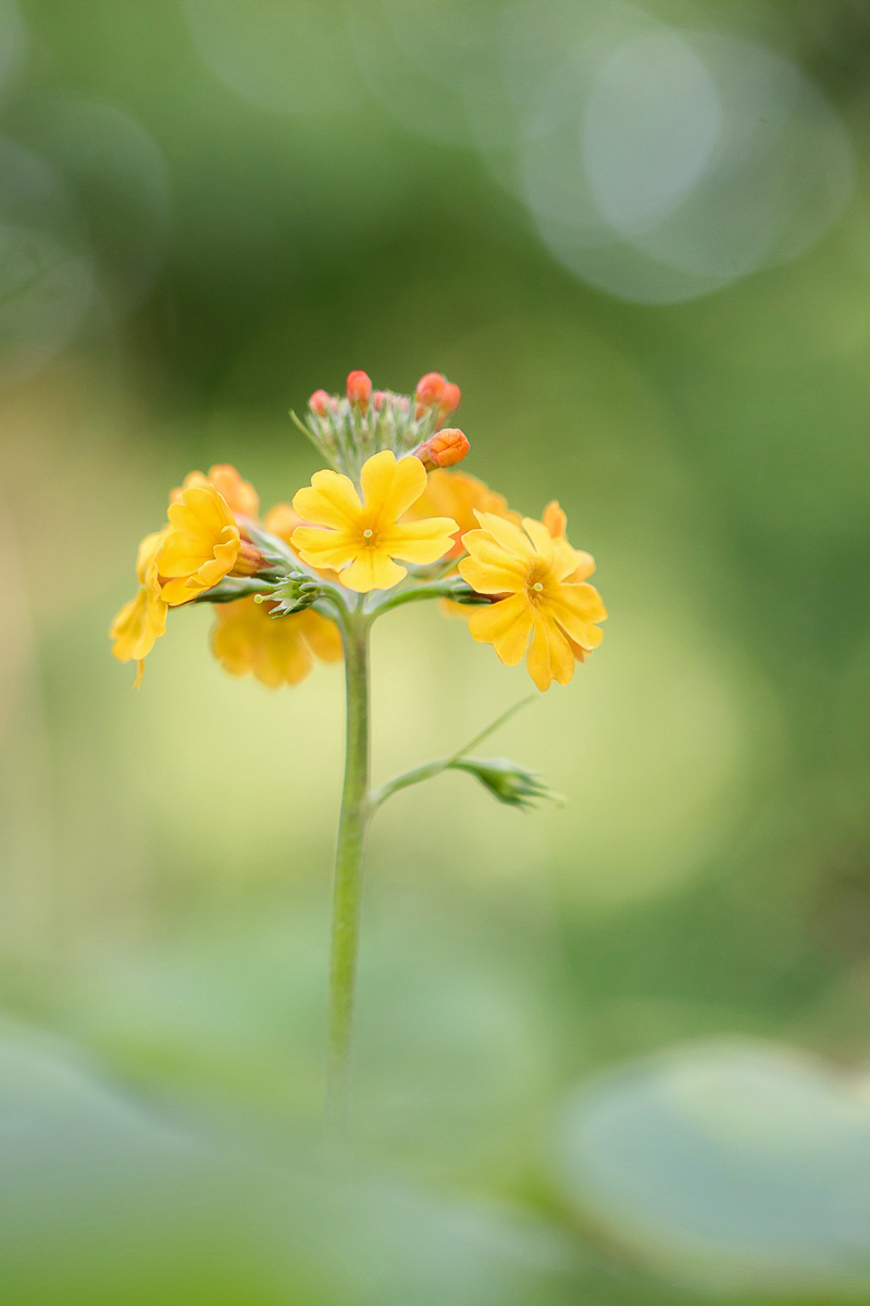 Primula bulleyana cf.; Primulaceae (1)-2.jpg