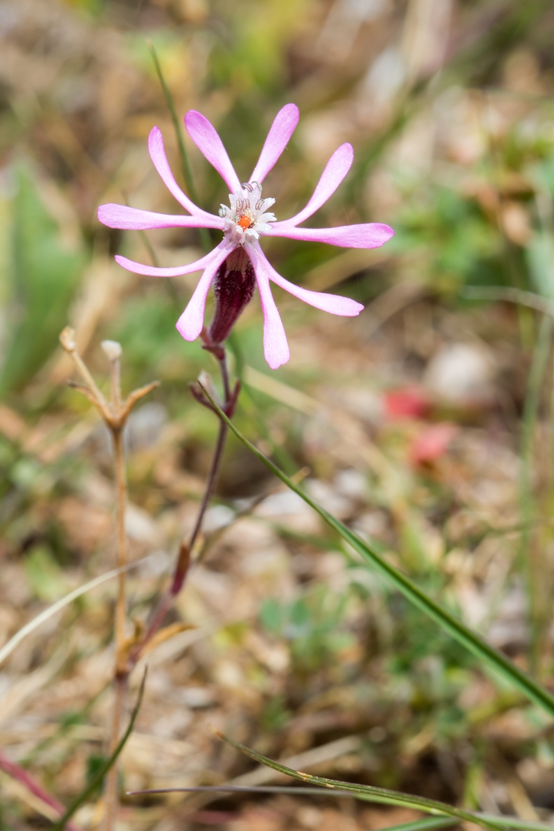 Silene kemoniana; Caryophyllaceae (1).jpg