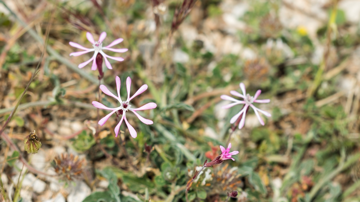 Silene kemoniana; Caryophyllaceae (2).jpg