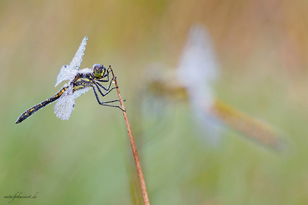 P7140059_Heidelibellen_Sympetrum danae_klein.jpg