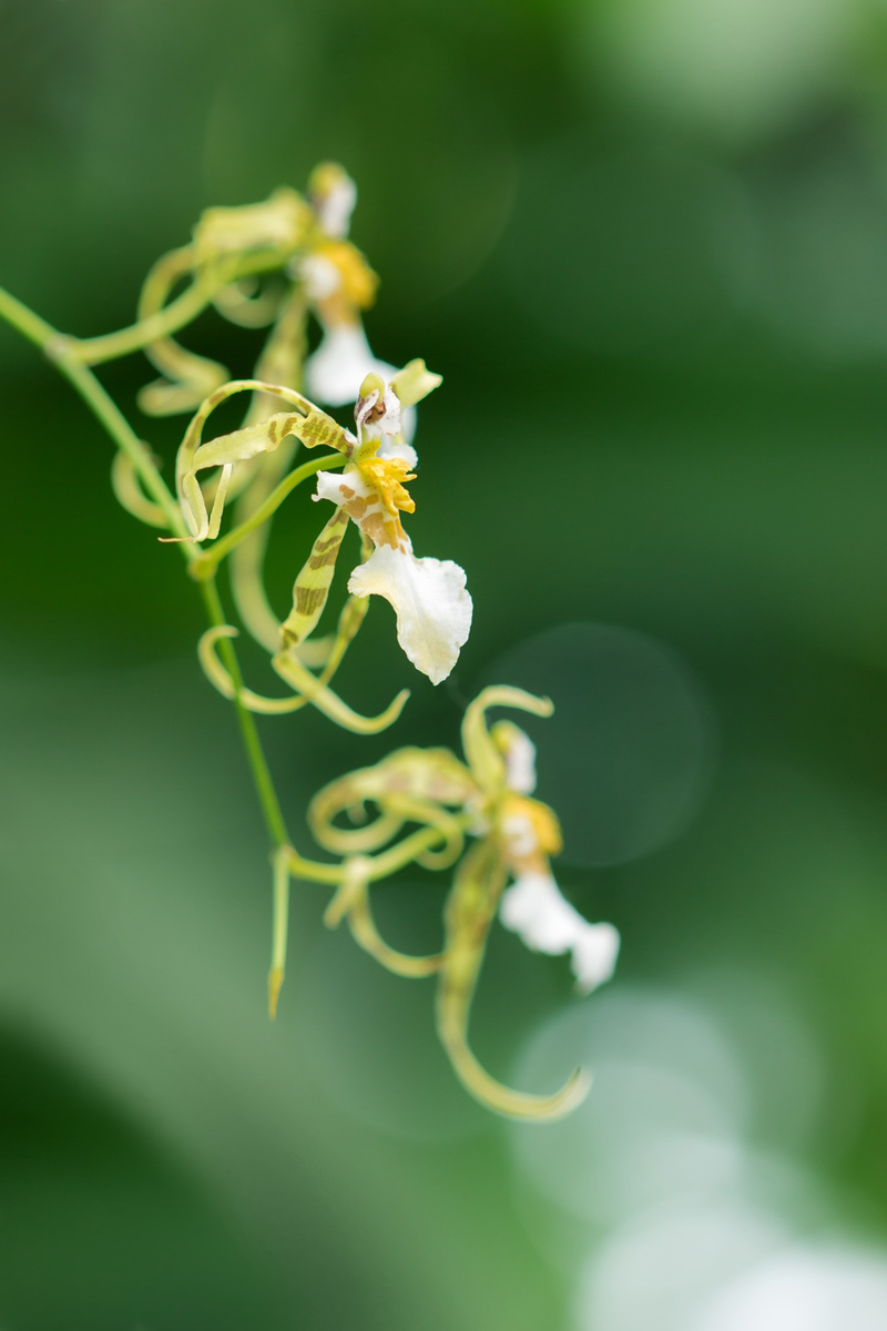 Oncidium phymatochilum; Orchidaceae (1).jpg