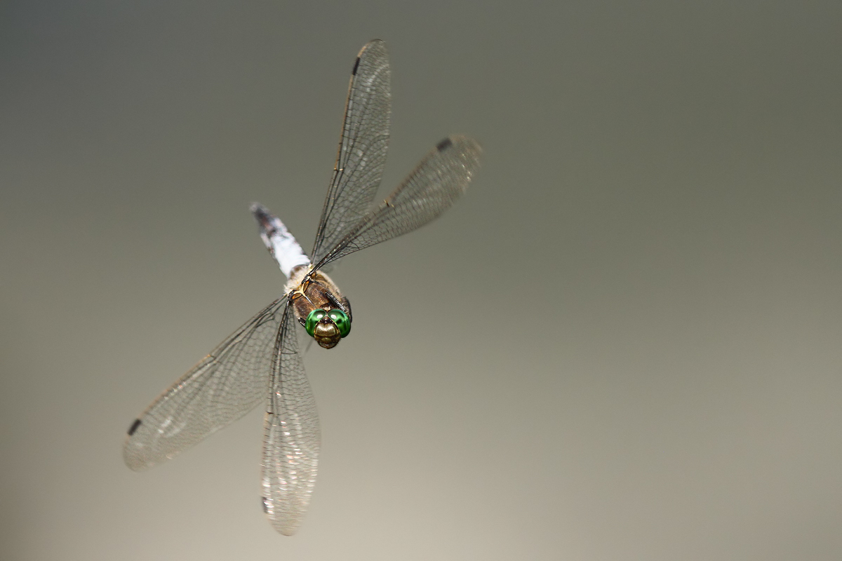 Orthetrum cancellatum_m_Flug_IMG_0953_1200.jpg