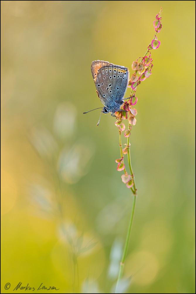 Farben des Frühsommers - ML_04036_20170610.jpg