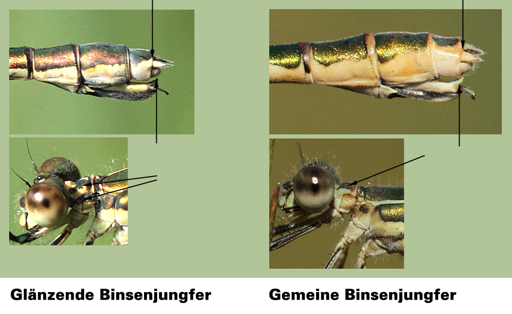 Lestes_dryas_sponsa_w_vergleich.jpg