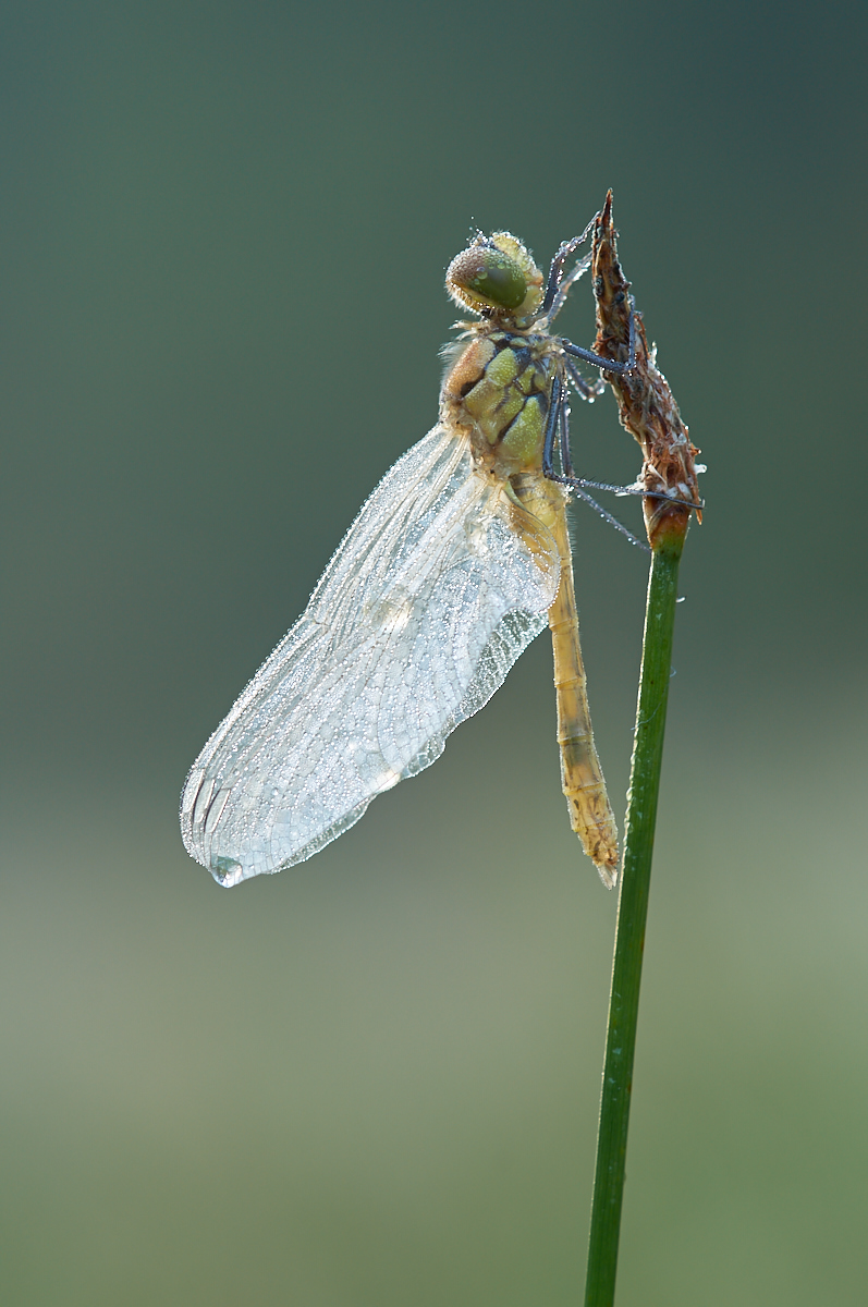 Sympetrum sanguineum 078301_1200.jpg