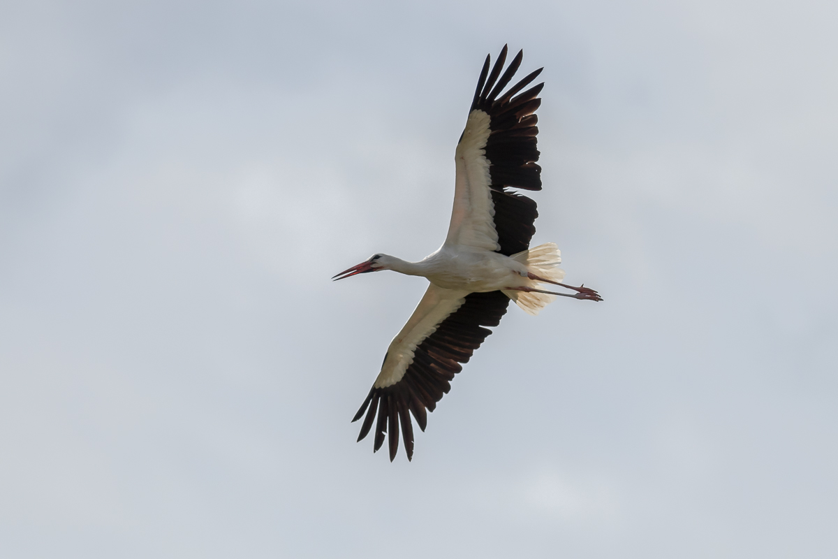 IMG_2321_Storch-Tierpark-Basel_Beschnitt15%15%_.jpg